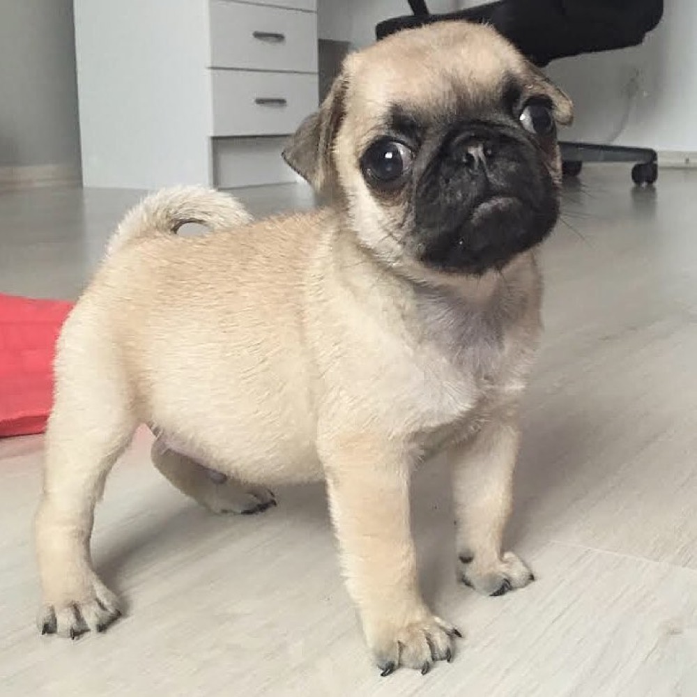 Mash, Pug puppy