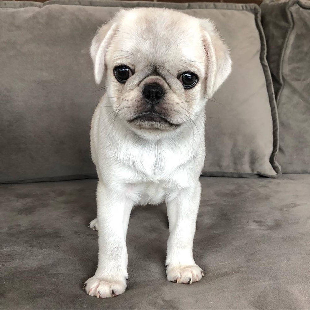 Sophie, Pug puppy