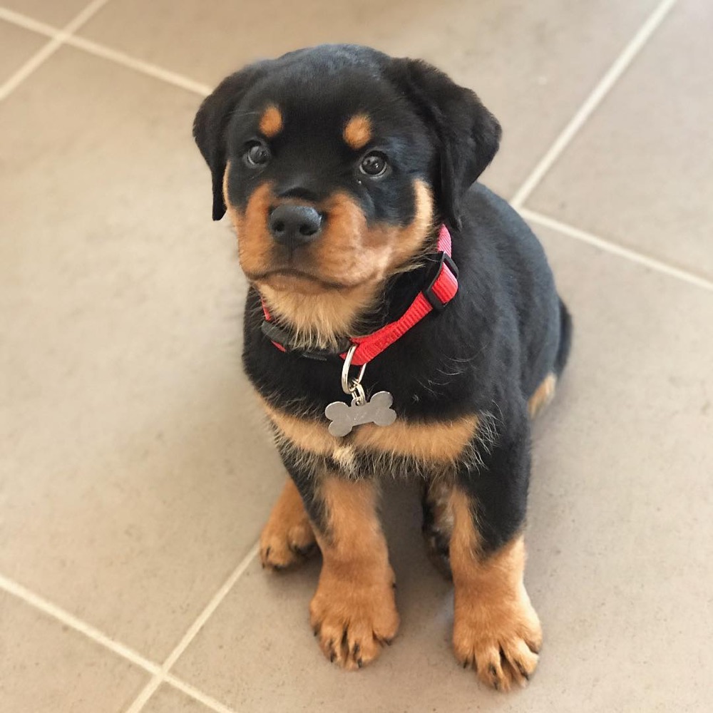 Apollo, Rottweiler puppy