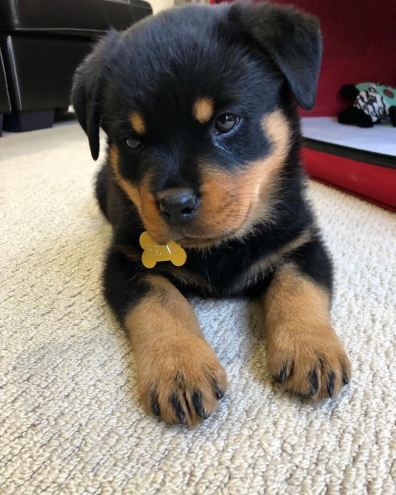 Rottweiler puppy