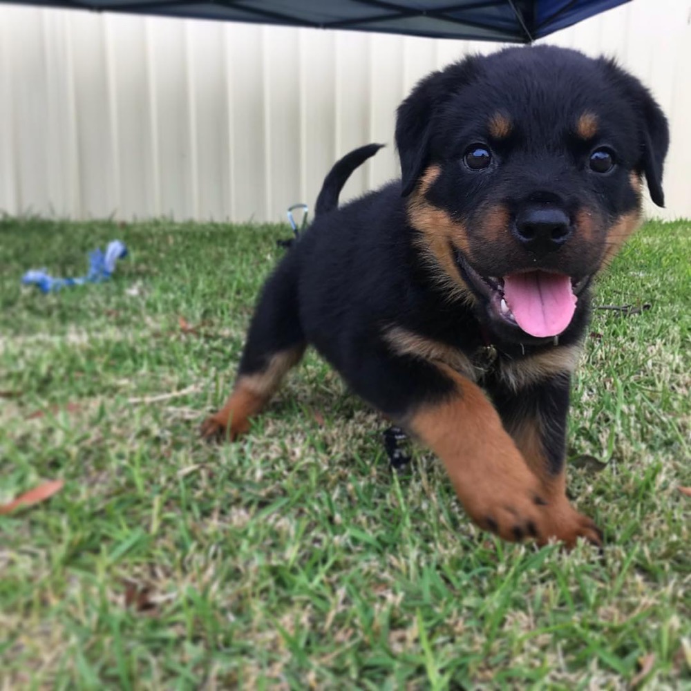 Darceth, Rottweiler puppy