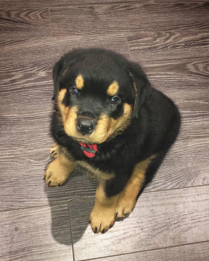 Romeo, Rottweiler puppy