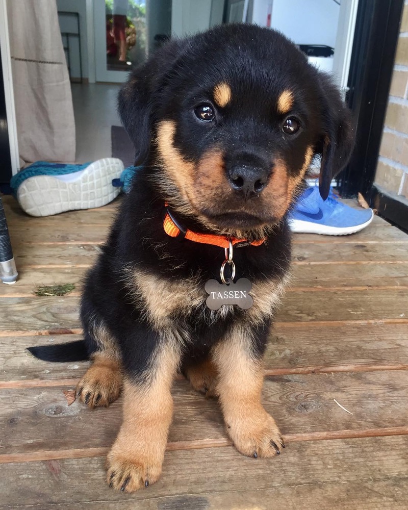 Tassen, Rottweiler puppy