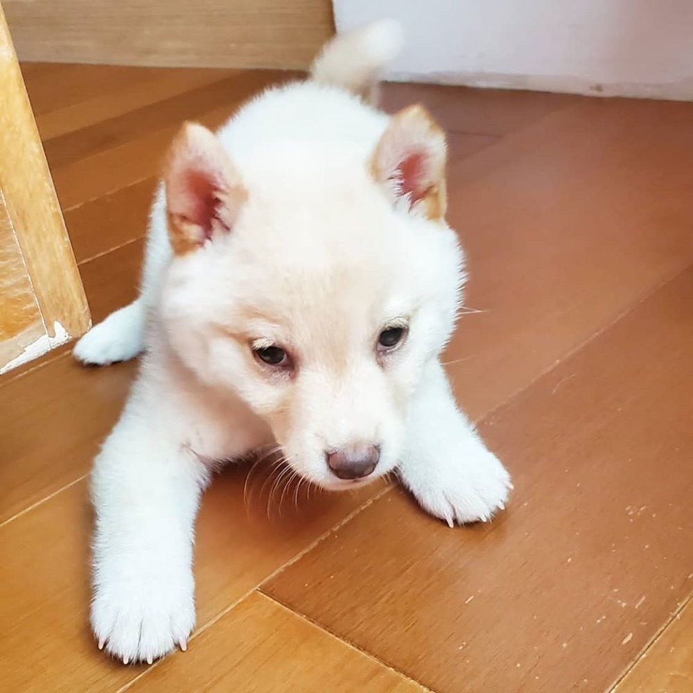 Baby, Shiba Inu puppy