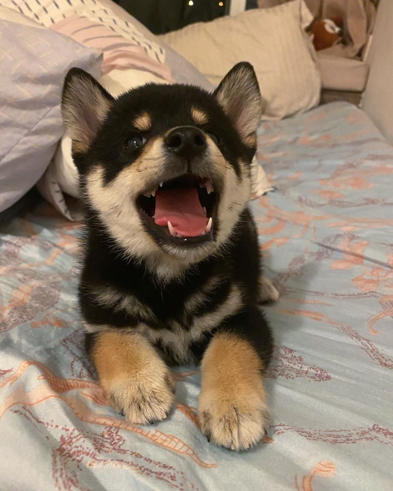 Boo, Shiba Inu puppy