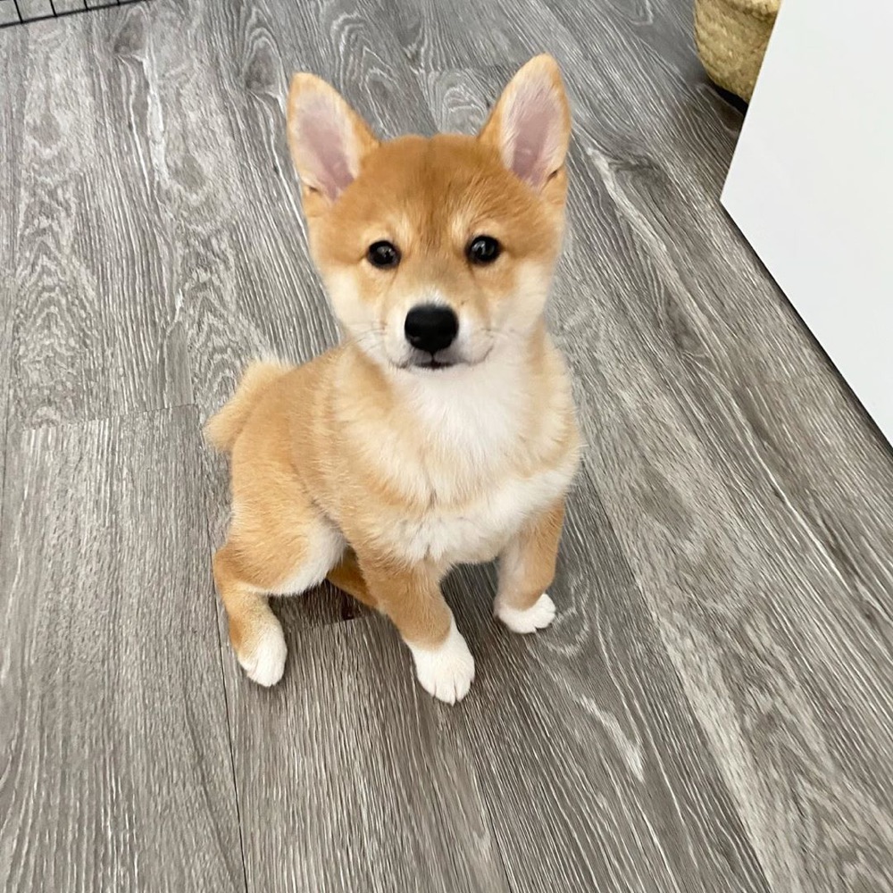Shiba Inu puppy