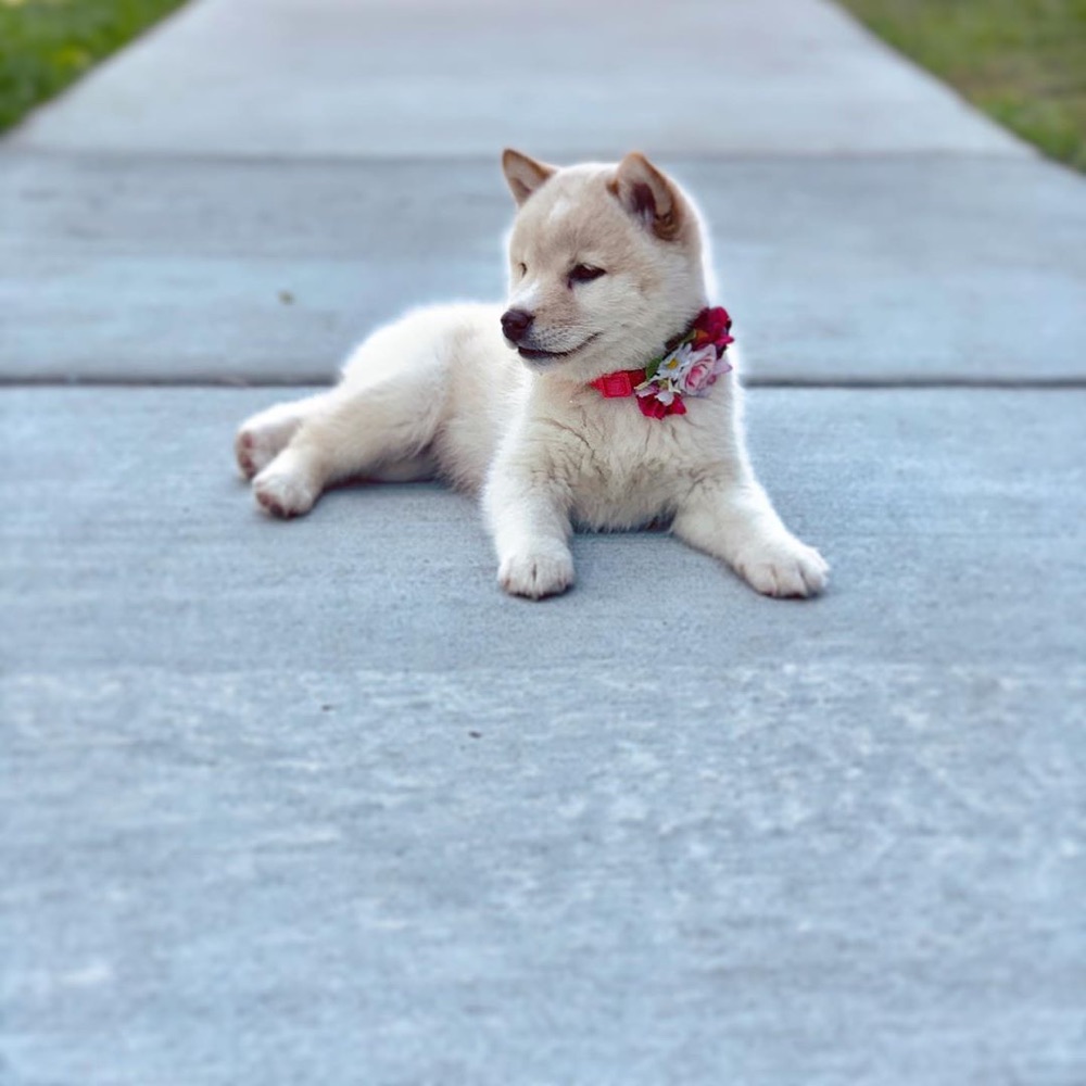 James, Shiba Inu puppy