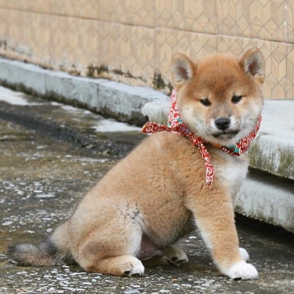 Jiro, Shiba Inu puppy