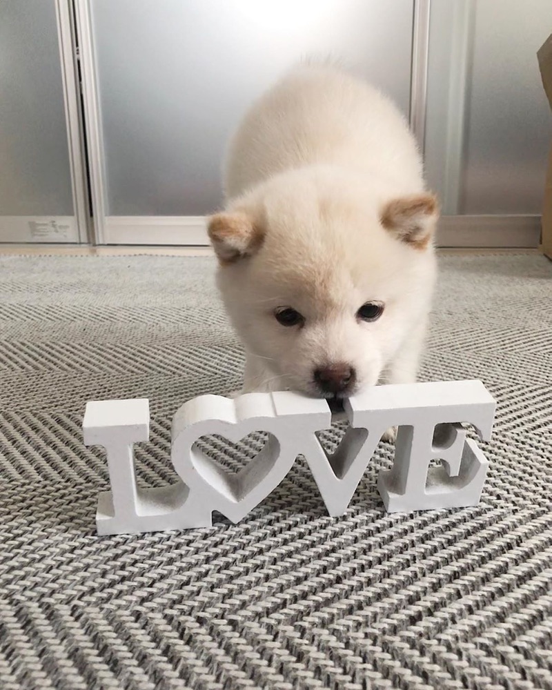 Mugi, Shiba Inu puppy