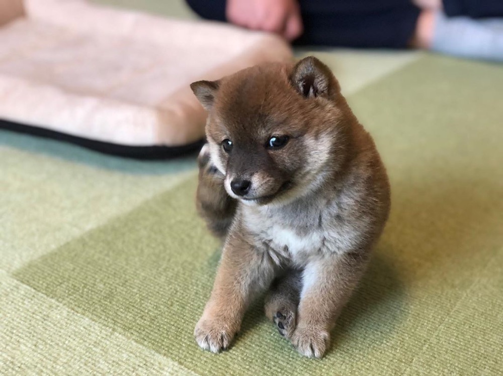 Pota, Shiba Inu puppy