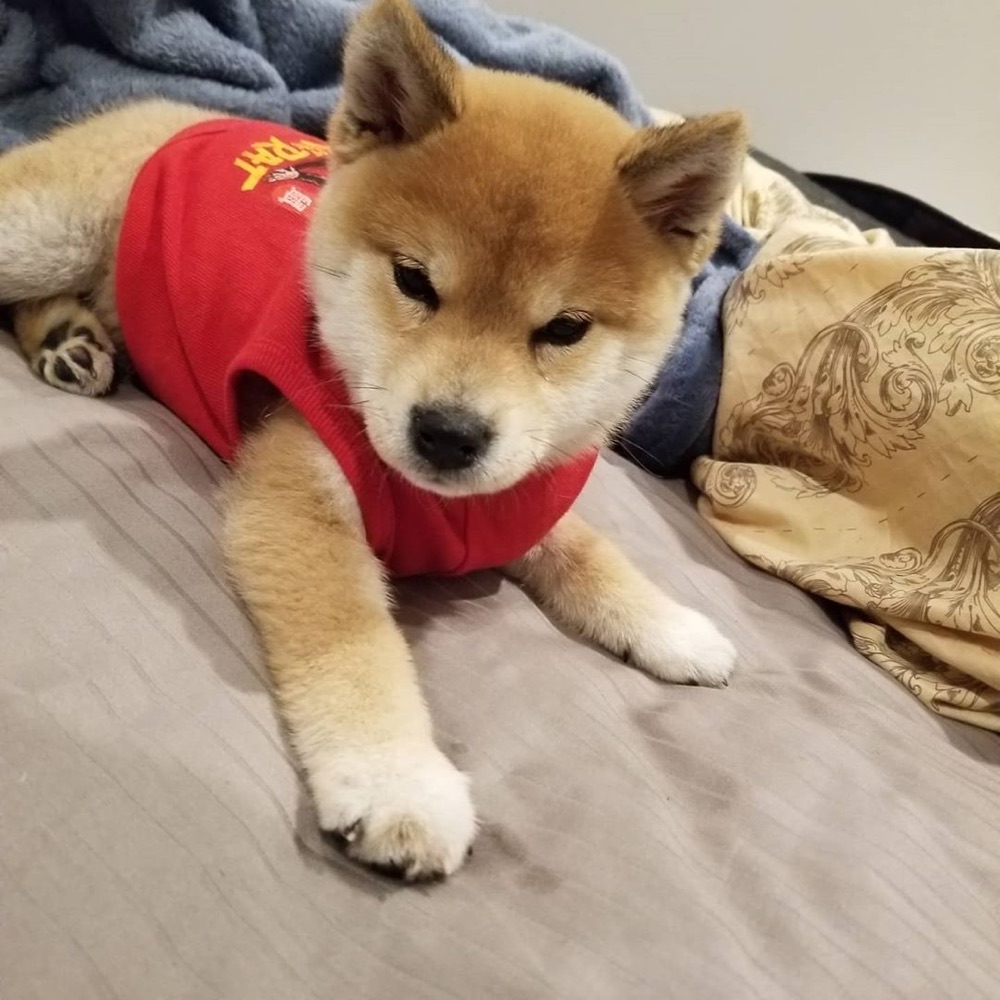 Suki, Shiba Inu puppy