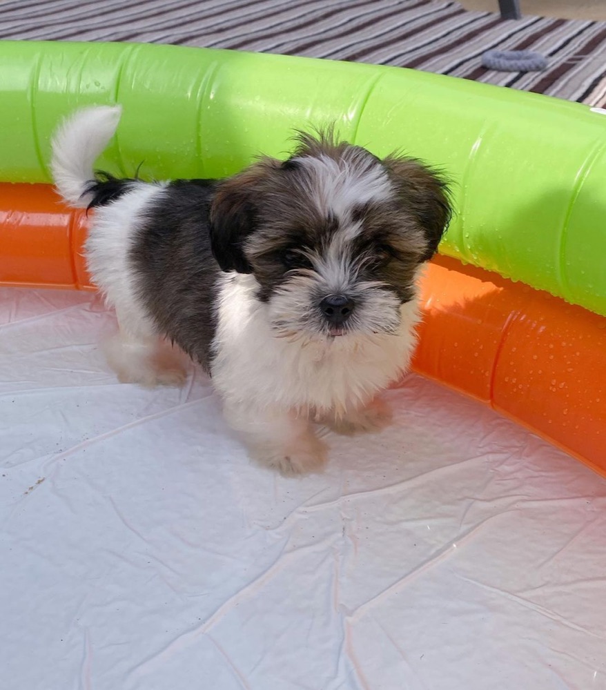 Alan, Shih Tzu puppy