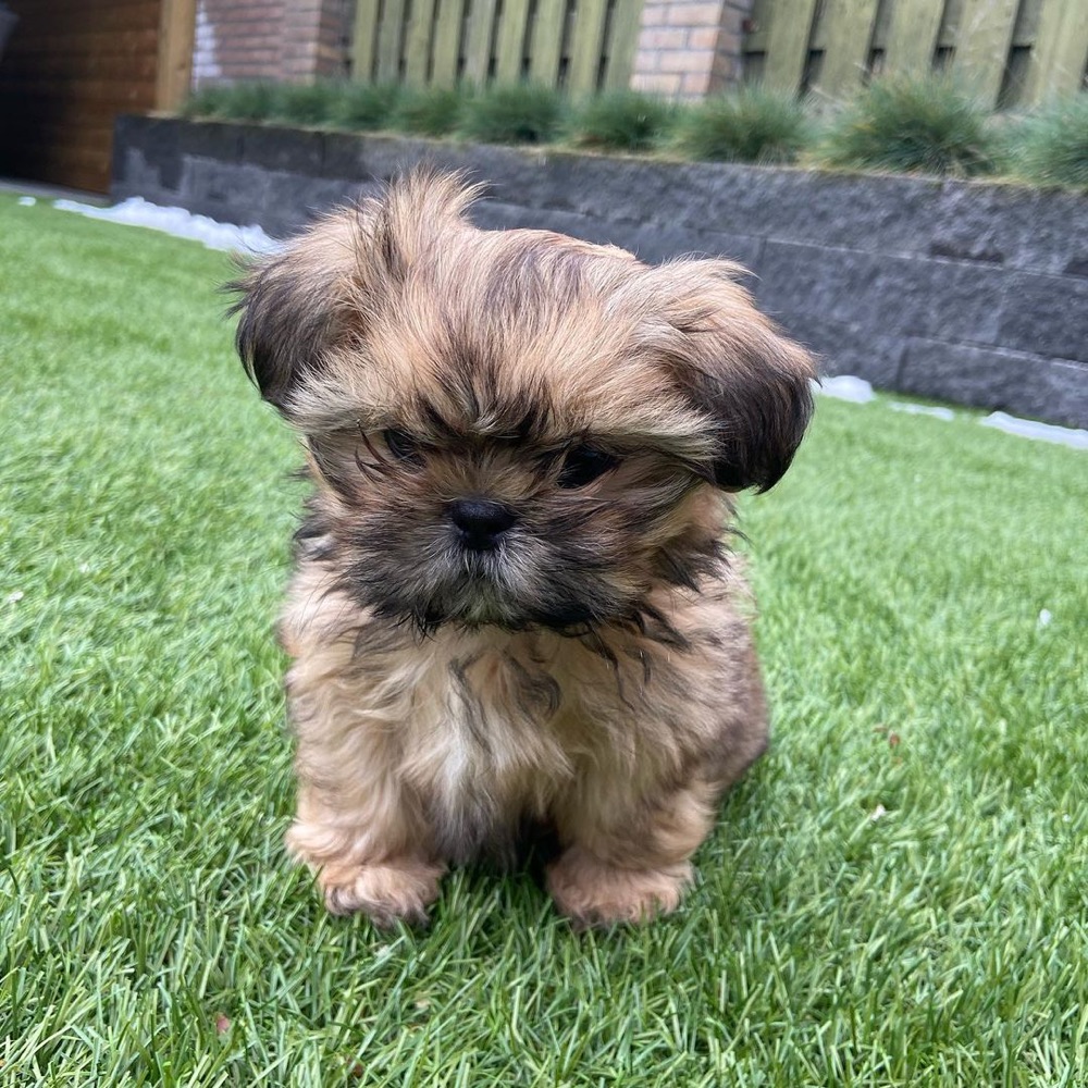 Shih Tzu puppy