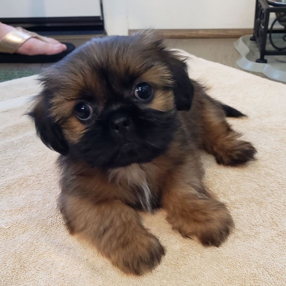 Chase, Shih Tzu puppy