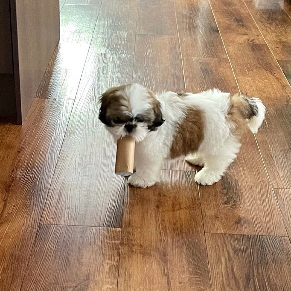 Duplex, Shih Tzu puppy