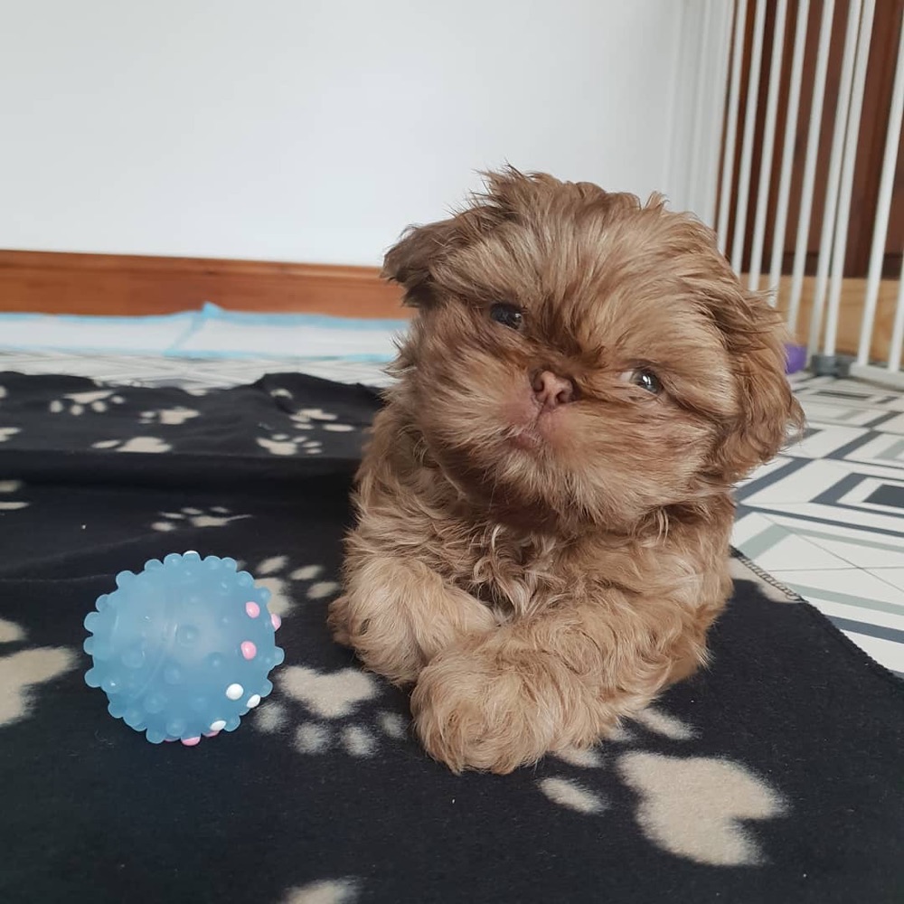 Keava, Shih Tzu puppy