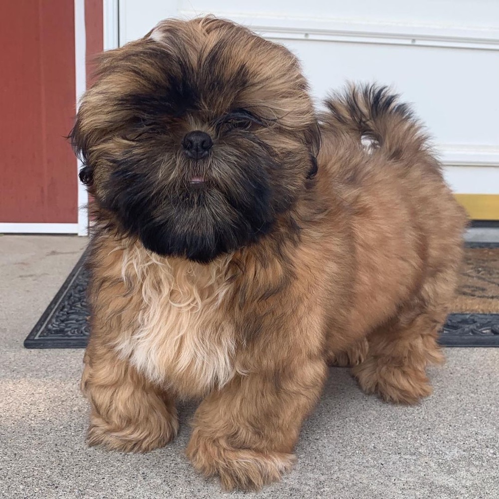 Mario, Shih Tzu puppy