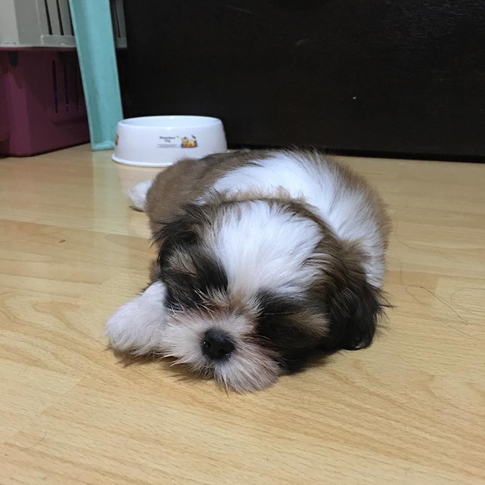 Sophie, Shih Tzu puppy