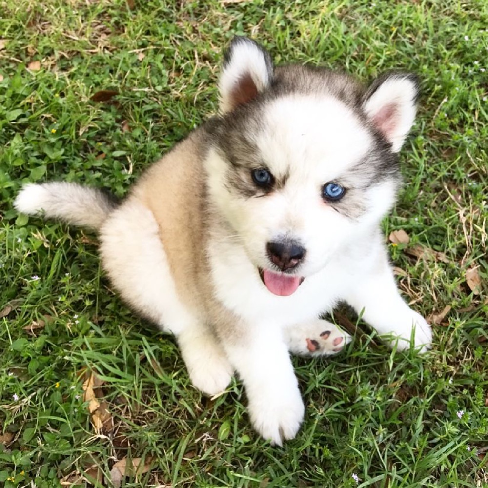 Blue, Siberian Husky puppy