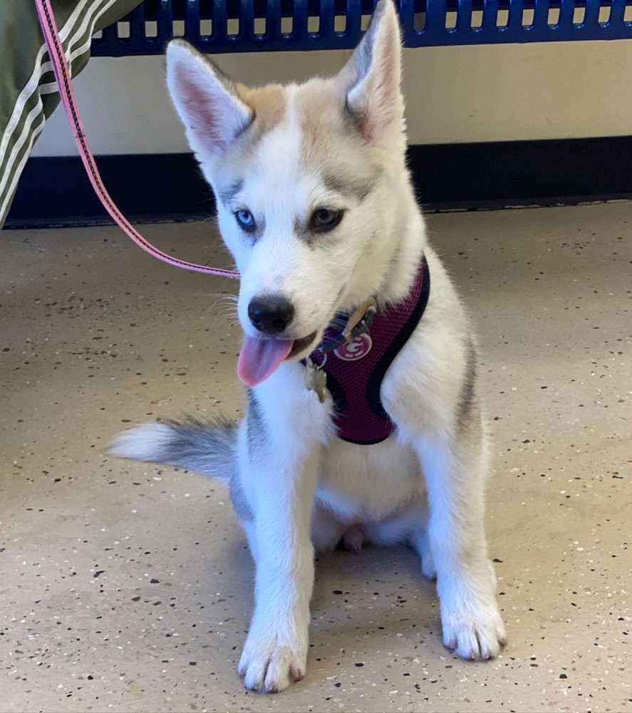 Dally, Siberian Husky puppy