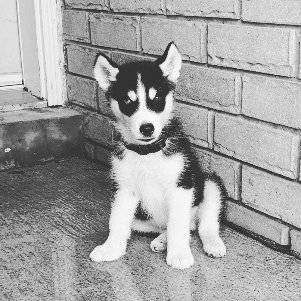 Loki, Siberian Husky puppy