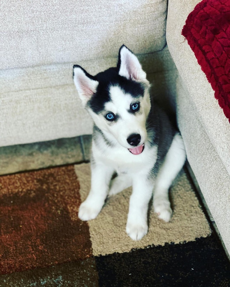Siberian Husky puppy