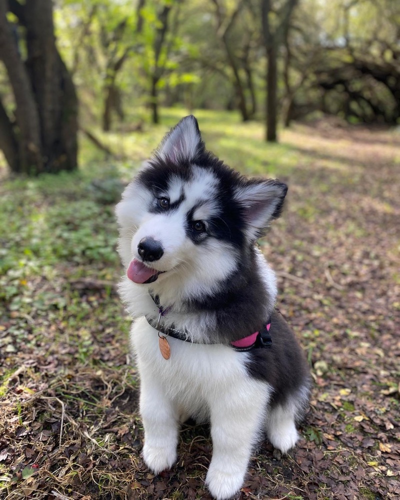 Luna, Siberian Husky puppy