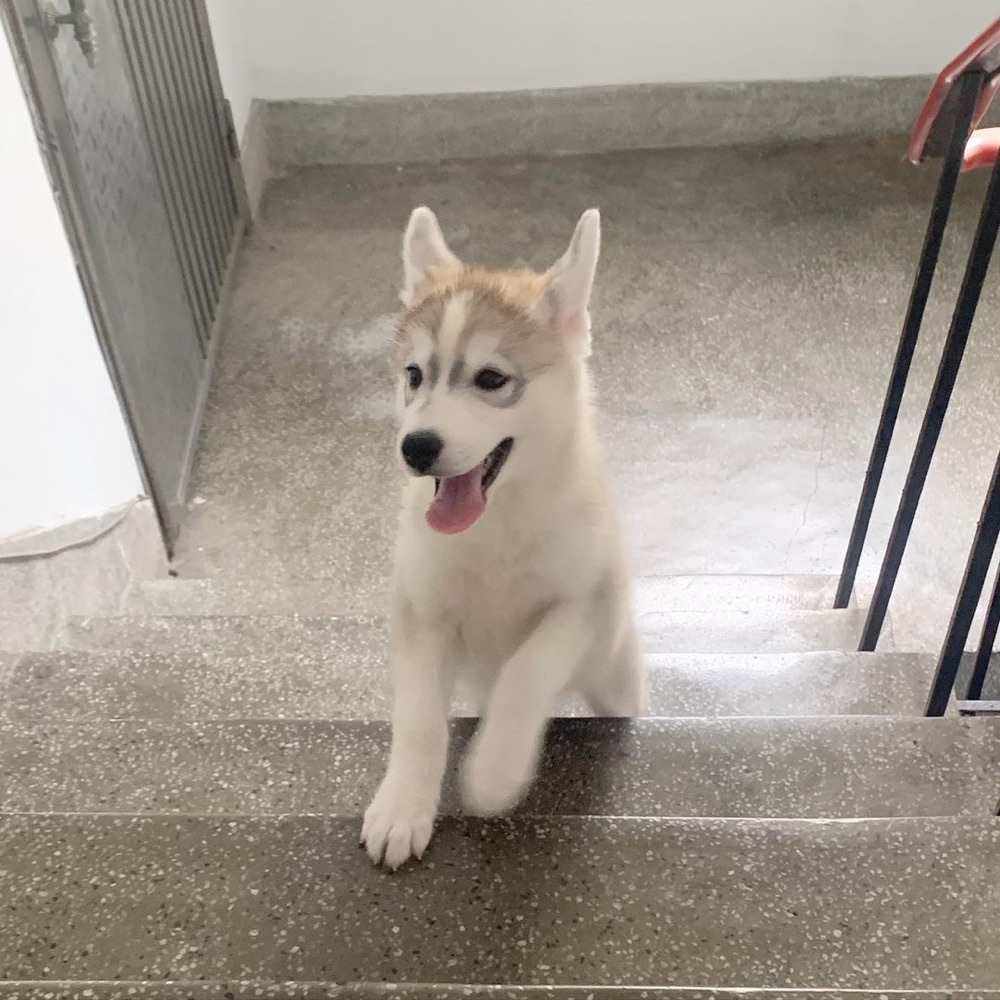 Muke, Siberian Husky puppy