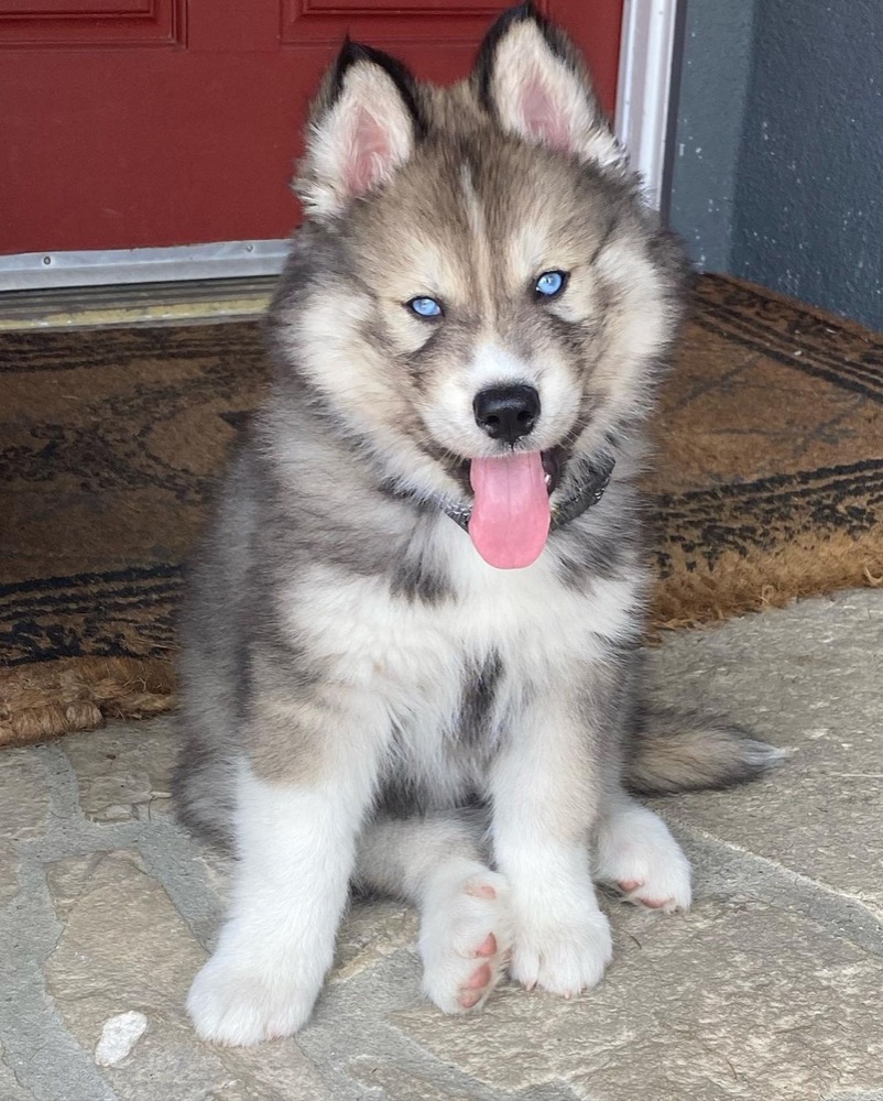 Odin, Siberian Husky puppy