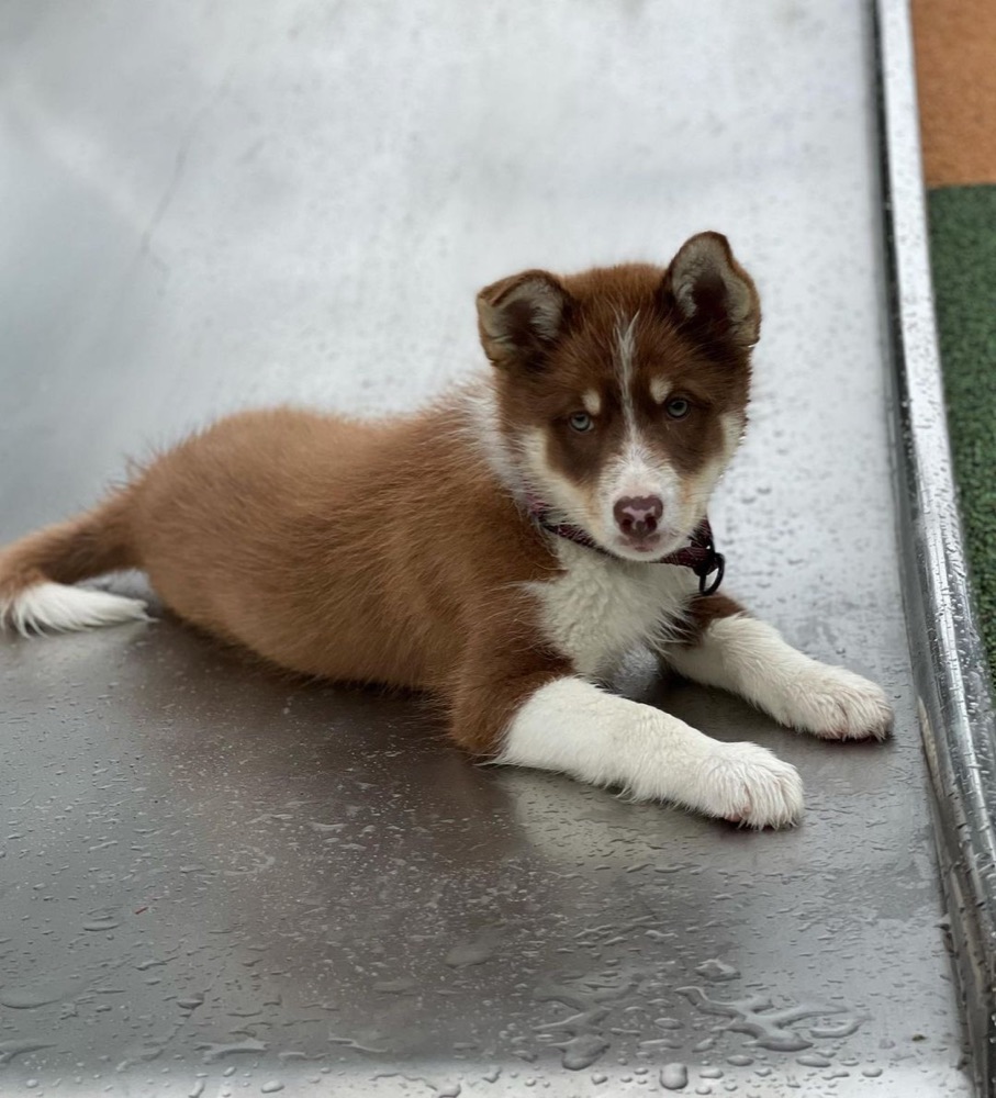 Skay, Siberian Husky puppy