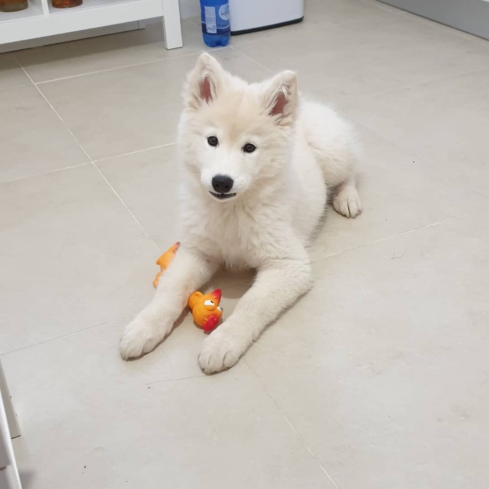Zoey, Siberian Husky puppy