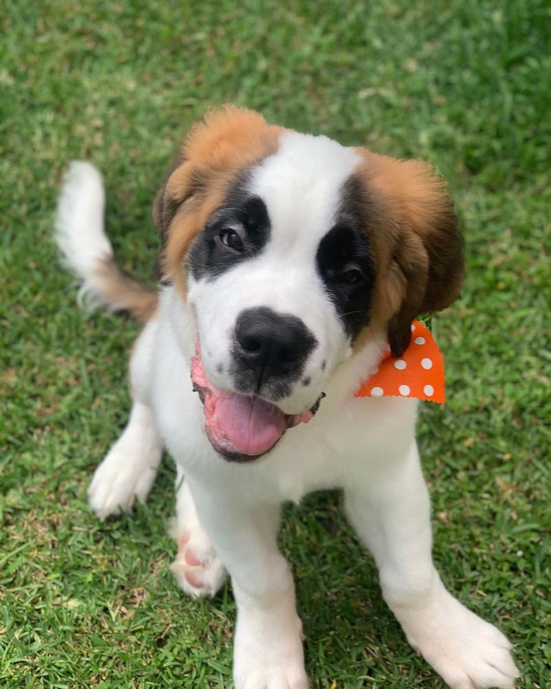 St Bernard puppy