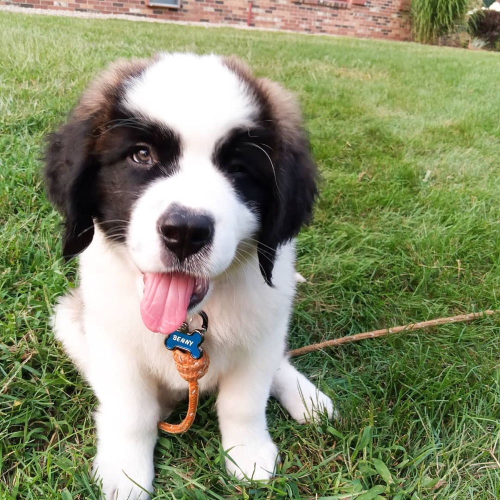 Brandy, St Bernard puppy