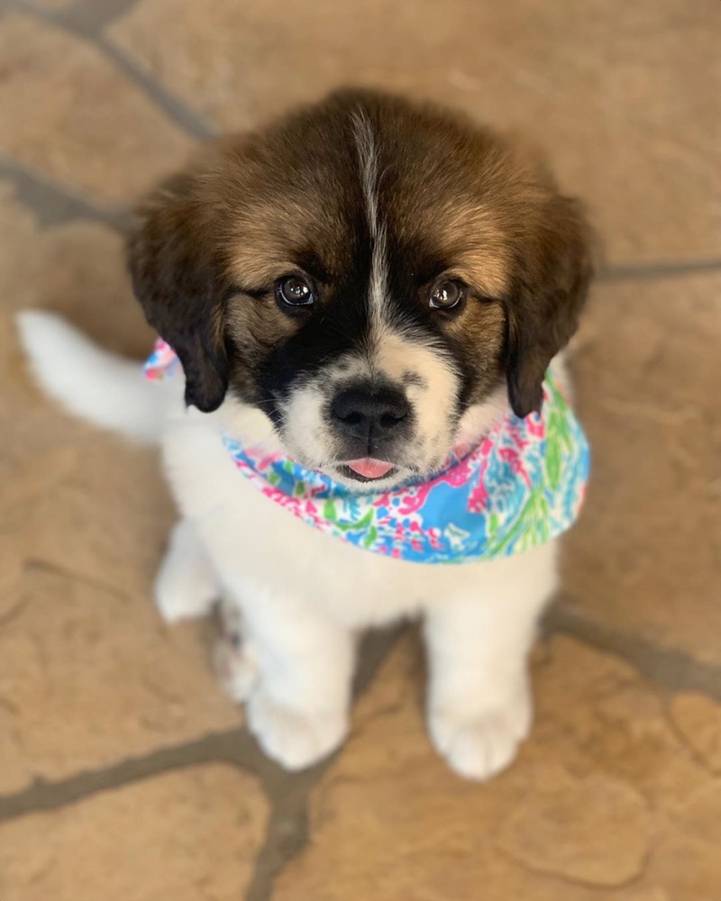 Juliet, St Bernard puppy