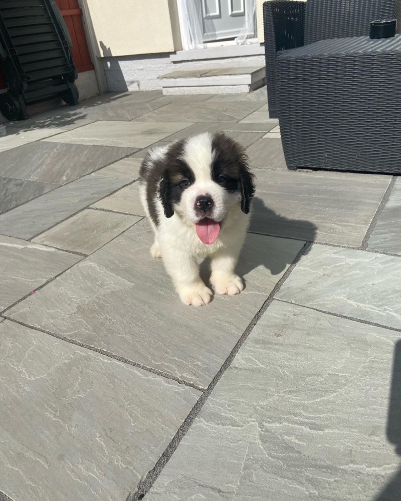 Mark, St Bernard puppy