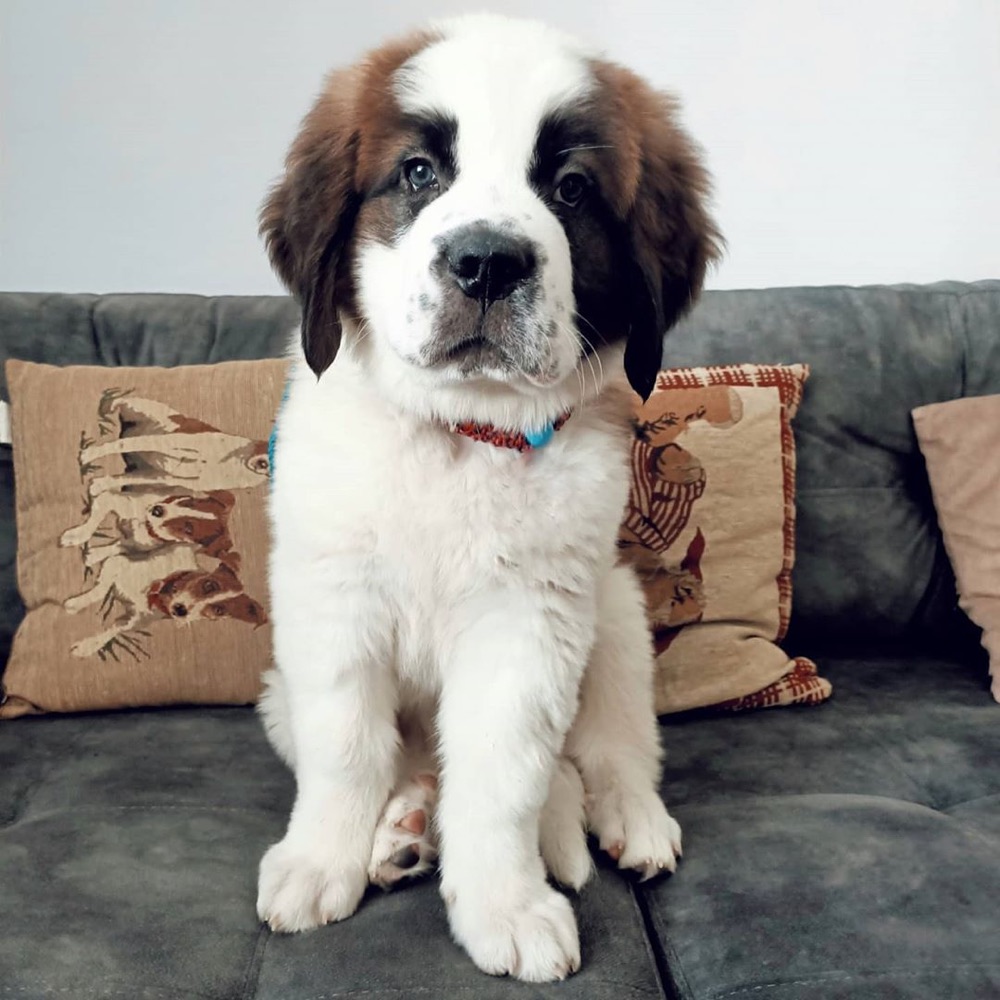 Ramson, St Bernard puppy