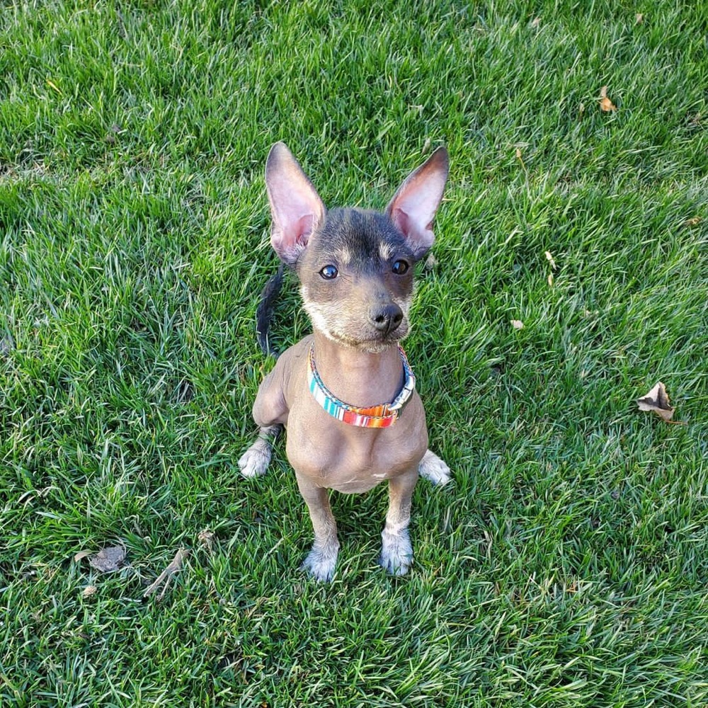 Aaron, Xoloitzcuintli puppy