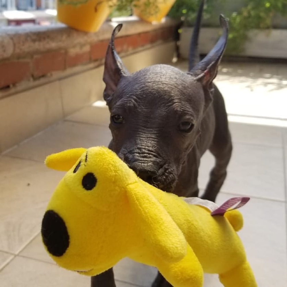 Cliff, Xoloitzcuintli puppy