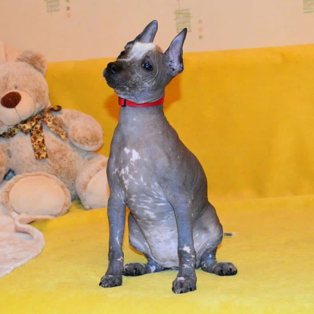 Xoloitzcuintli puppy