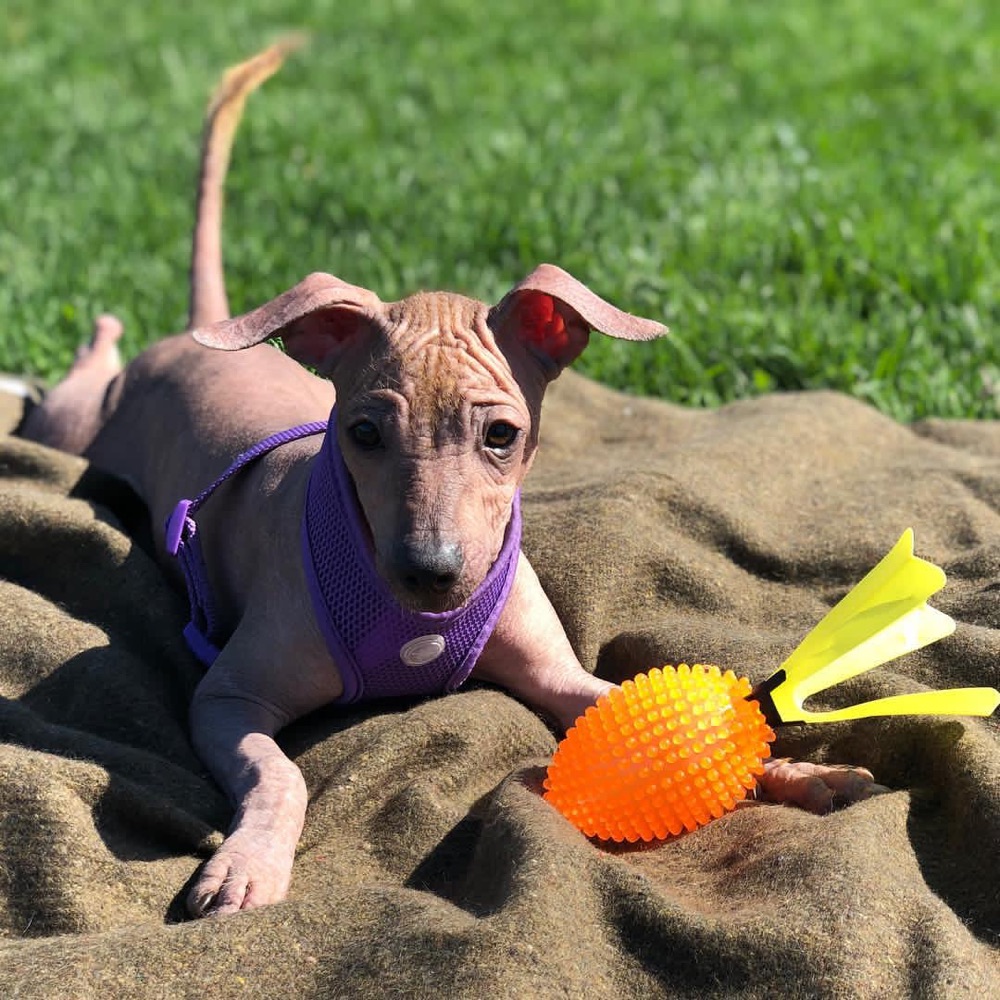 Dorah, Xoloitzcuintli puppy