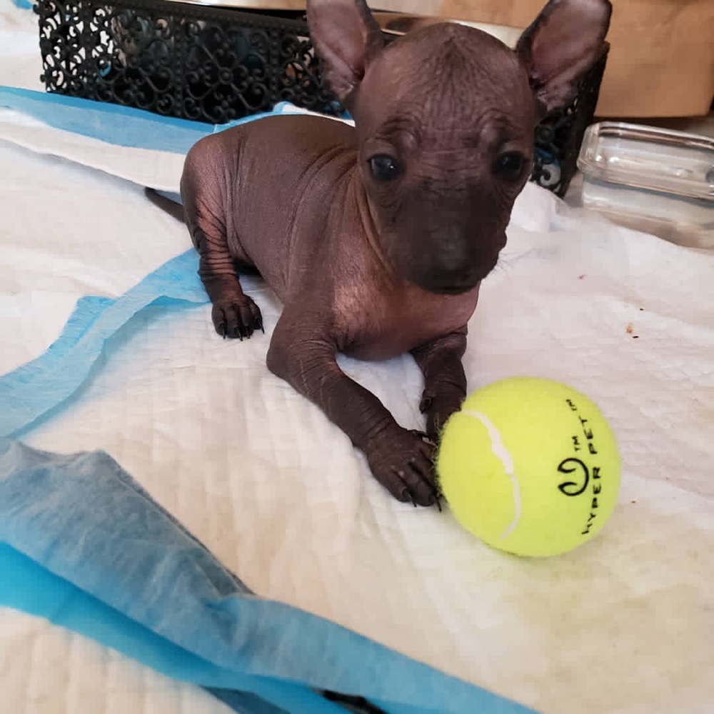 Fred, Xoloitzcuintli puppy