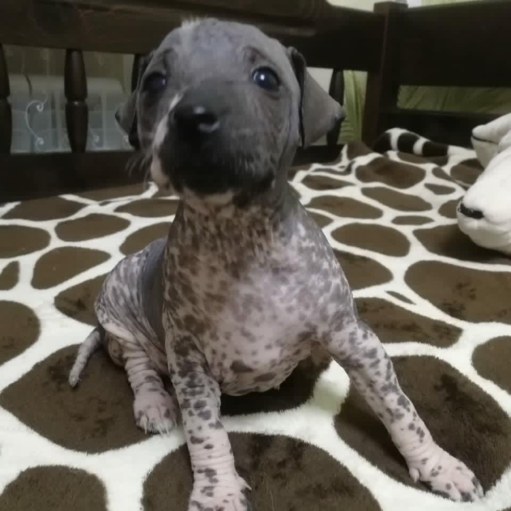 Galen, Xoloitzcuintli puppy