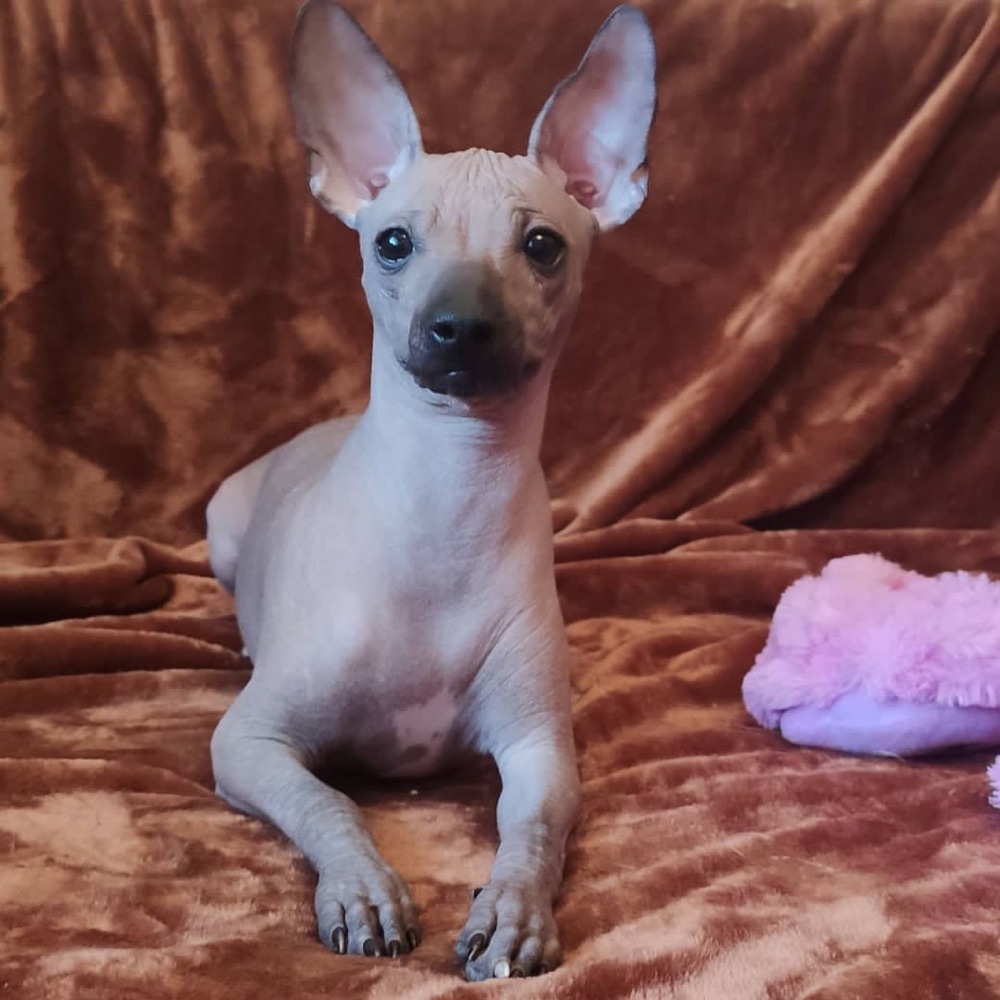 Giona, Xoloitzcuintli puppy