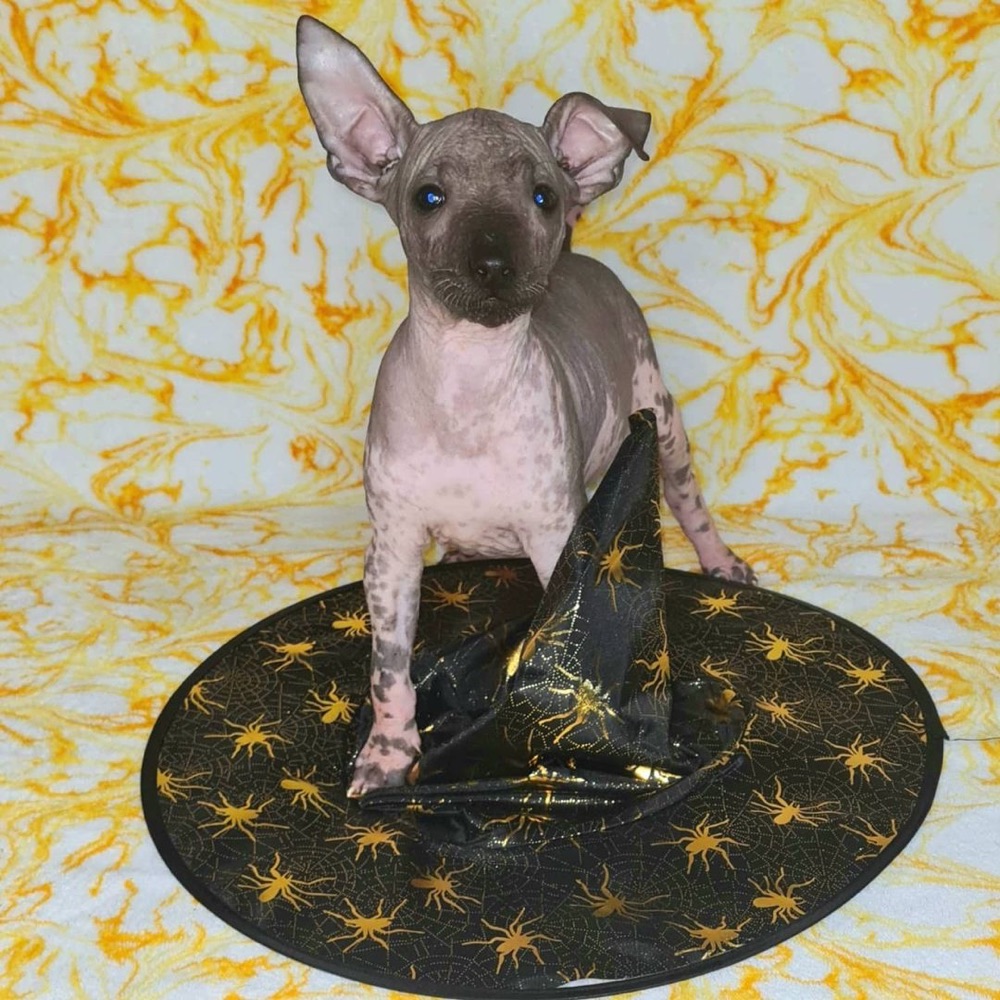 Hannah, Xoloitzcuintli puppy