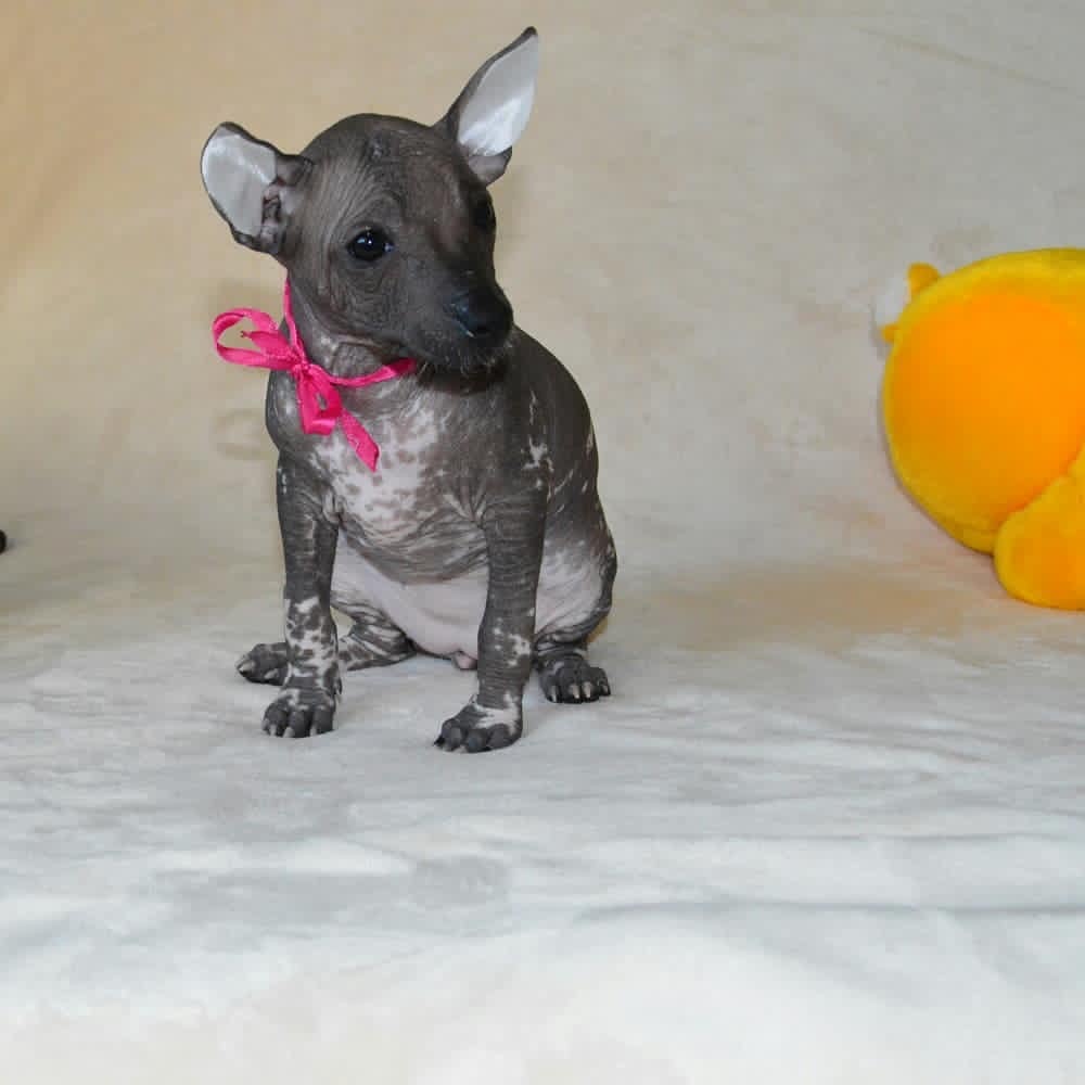 Kate, Xoloitzcuintli puppy