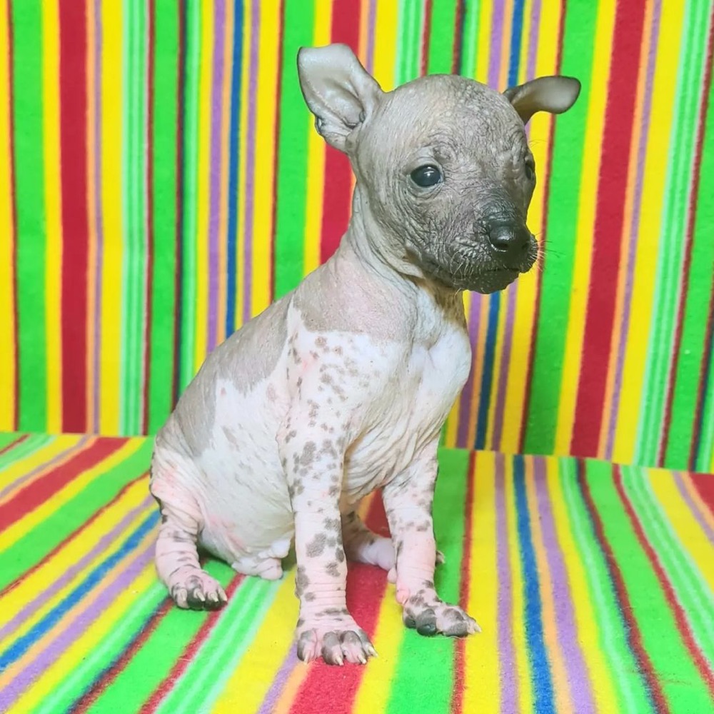 Kava, Xoloitzcuintli puppy