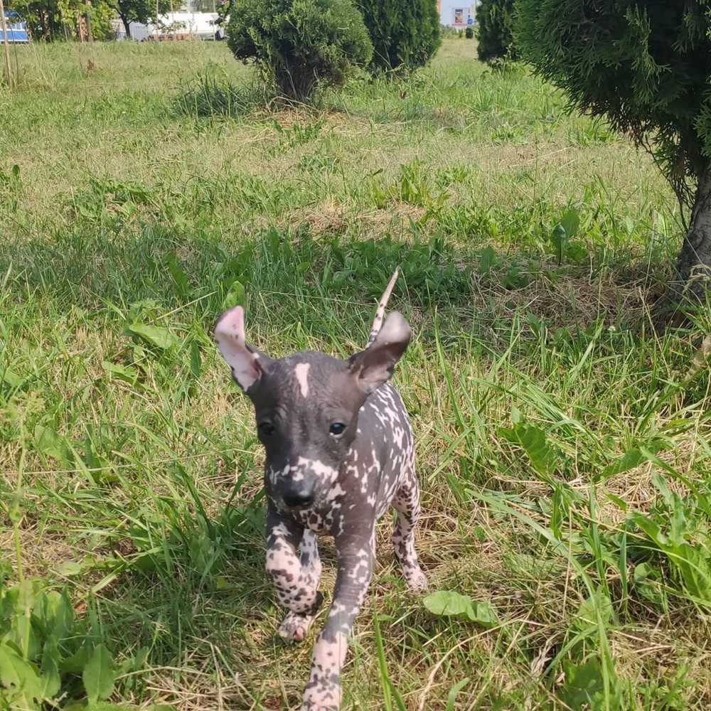 Mike, Xoloitzcuintli puppy