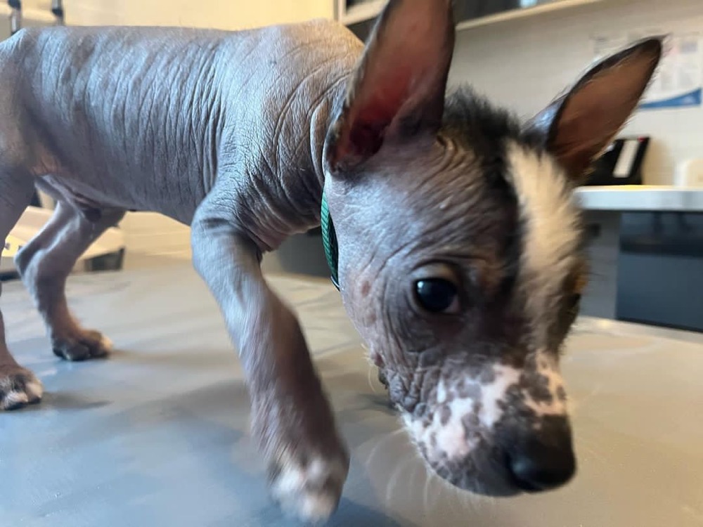 Rex, Xoloitzcuintli puppy