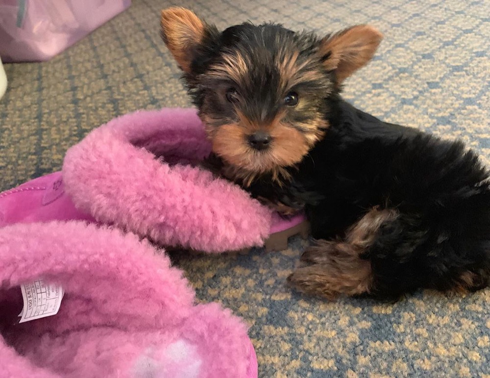 Coco, Yorkshire Terrier puppy
