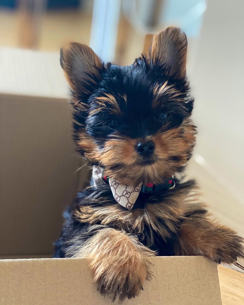 Yorkshire Terrier puppy